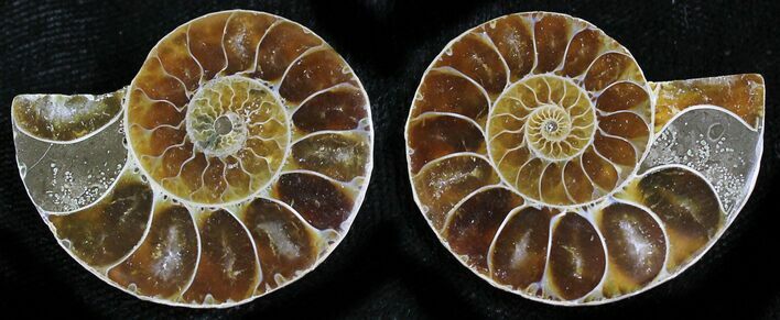 Small Desmoceras Ammonite Pair - #27865